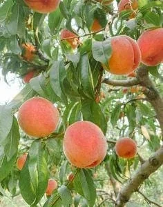 Belle of Georgia Peach Tree Bare-root - Sweet Freestone Peaches - Image 6