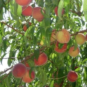 Belle of Georgia Peach Tree Bare-root - Sweet Freestone Peaches - Image 9