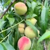Belle of Georgia Peach Tree Bareroot Live Plant - 2-3 ft Tall - Image 1