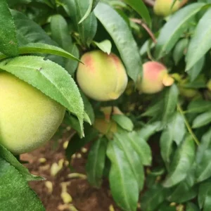 Belle of Georgia Peach Tree Bareroot Live Plant - 2-3 ft Tall - Image 2