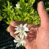 Belle of India Fragrant Jasmine Live Plant – 3 Gallon Pot – 2-3 ft Tall - Image 1