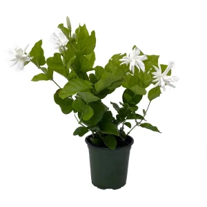 Belle of India Jasmine Live Plant – Fragrant Sambac – 4 inch Pot – Indoor/Outdoor - Image 2