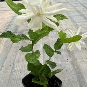 Belle of India Jasmine Live Plant – Jasminum sambac Bush – 16-20 Inch in 1 Gallon Pot - Image 2