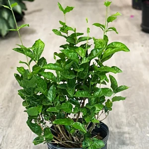 Belle of India Jasmine Live Plant – Jasminum sambac Bush – 16-20 Inch in 1 Gallon Pot - Image 3