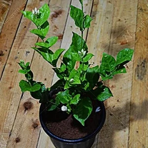 Belle of India Jasmine Live Plant – Jasminum sambac Bush – 16-20 Inch in 1 Gallon Pot - Image 4