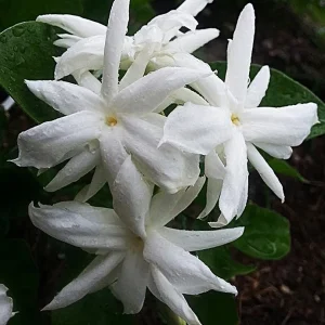 Belle of India Jasmine Live Plant – Jasminum sambac Bush – 16-20 Inch in 1 Gallon Pot - Image 1