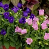 Bellflower Live Plant - Perennial Campanula Flower - Well-Rooted Starter Plug for Garden - Image 1