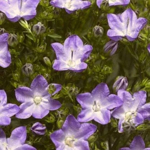 Bellflower Live Plant - Perennial Campanula Flower - Well-Rooted Starter Plug for Garden - Image 4