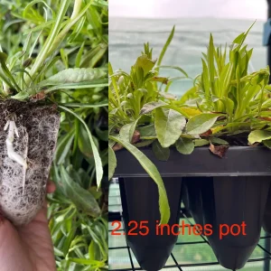 Bellflower Live Plant - Perennial Campanula Flower - Well-Rooted Starter Plug for Garden - Image 5