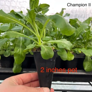 Bellflower Live Plant - Perennial Campanula Flower - Well-Rooted Starter Plug for Garden - Image 6