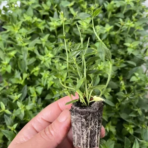 Bellflower Live Plant - Perennial Campanula Flower - Well-Rooted Starter Plug for Garden - Image 7