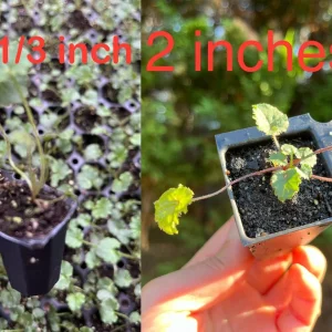 Bellflower Live Plant - Perennial Campanula Flower - Well-Rooted Starter Plug for Garden - Image 8