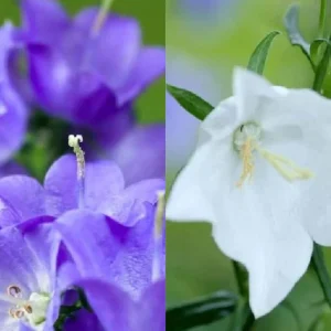 Bellflower Live Plant - Perennial Campanula Flower - Well-Rooted Starter Plug for Garden - Image 9