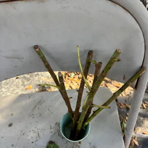 Betel Leaf Cuttings - 8 Fresh Stems, Ready to Plant, Live Plant - Image 5