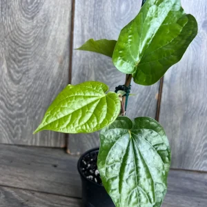 Betel Leaf Live Plant – Piper Betel – 4 inch Pot – Indoor Edible Vine - Image 3