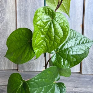 Betel Leaf Live Plant – Piper Betel – 4 inch Pot – Indoor Edible Vine - Image 1