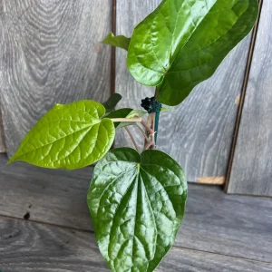 Betel Leaf Live Plant – Piper Betel – 4 inch Pot – Indoor Edible Vine - Image 4