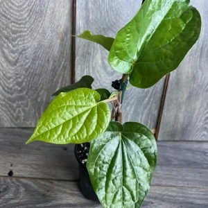 Betel Leaf Live Plant – Piper Betel – 4 inch Pot – Indoor Edible Vine - Image 5