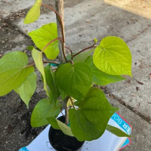 Betel Leaf Live Plant (Piper Betle) - Nagarvelly Vine, 2ft Tall, 6 inch Pot - Image 3