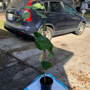 Betel Leaf Live Plant (Piper Betle) - Nagarvelly Vine, 2ft Tall, 6 inch Pot - Image 4