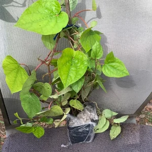 Betel Leaf Live Plant (Piper Betle) - Nagarvelly Vine, 2ft Tall, 6 inch Pot - Image 5