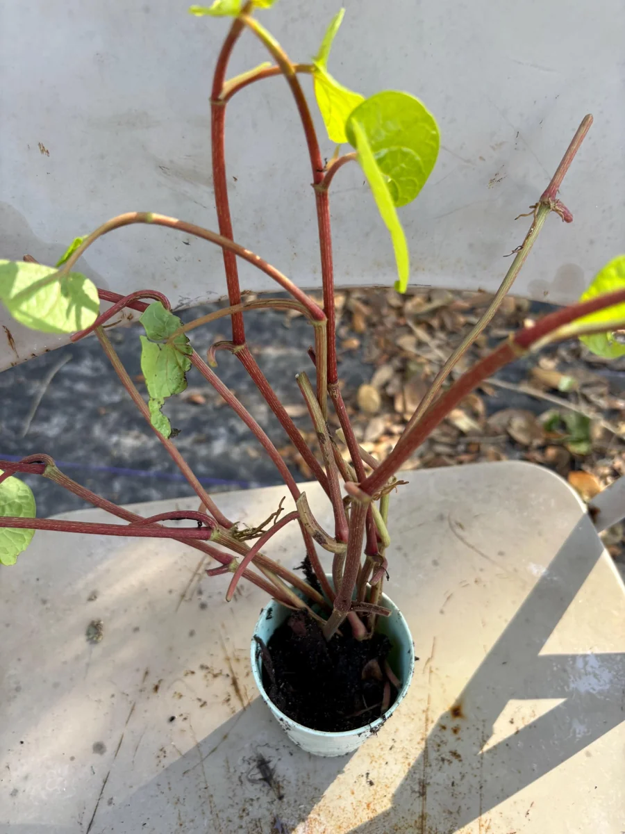 Betel Leaf Paan Live Plant - Healthy Rooted Plant in 4 inch Pot - Image 10