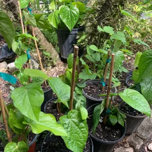 Betel Leaf Paan Live Plant - Healthy Rooted Plant in 4 inch Pot - Image 2