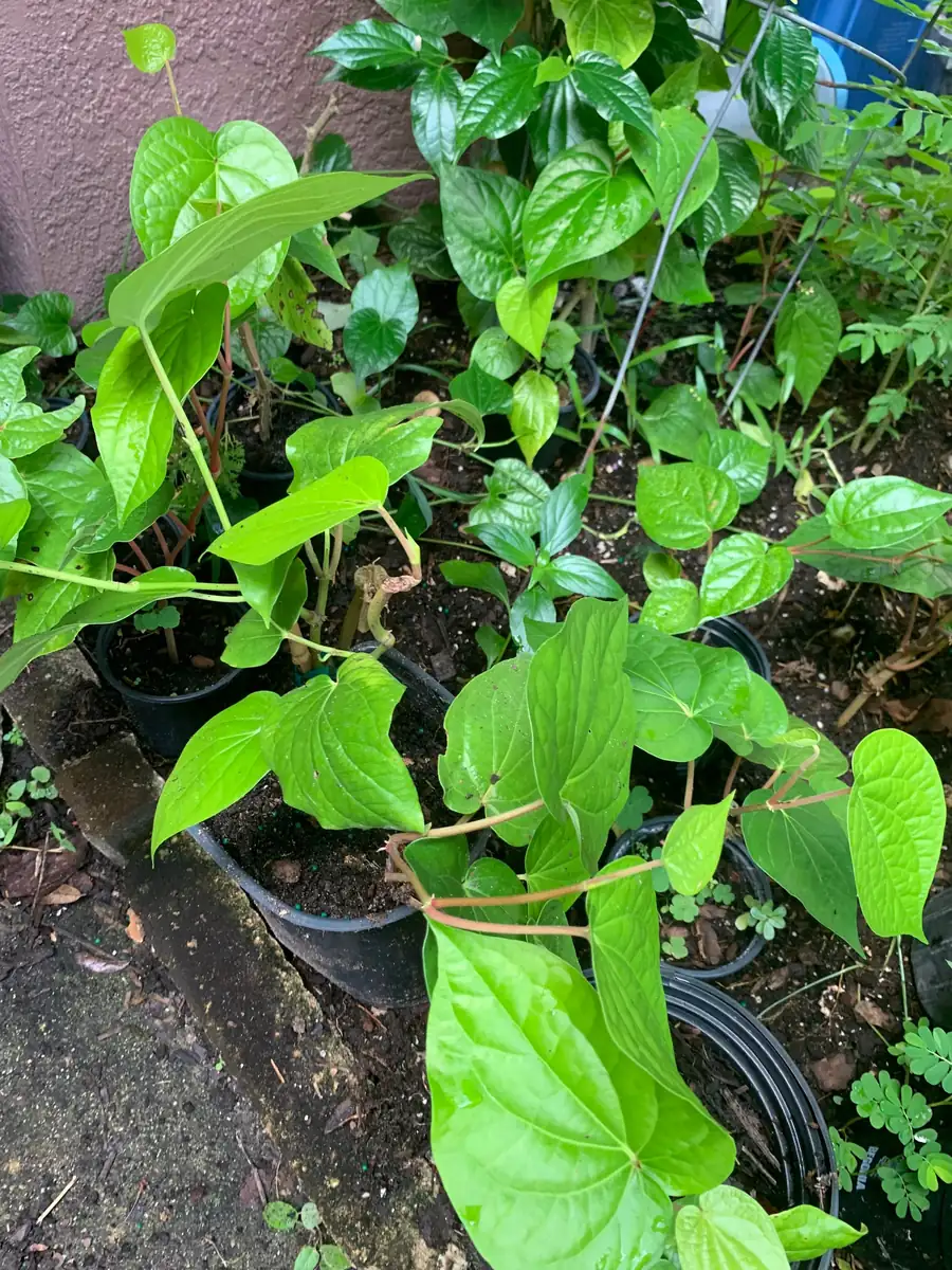 Betel Leaf Paan Live Plant - Healthy Rooted Plant in 4 inch Pot - Image 3