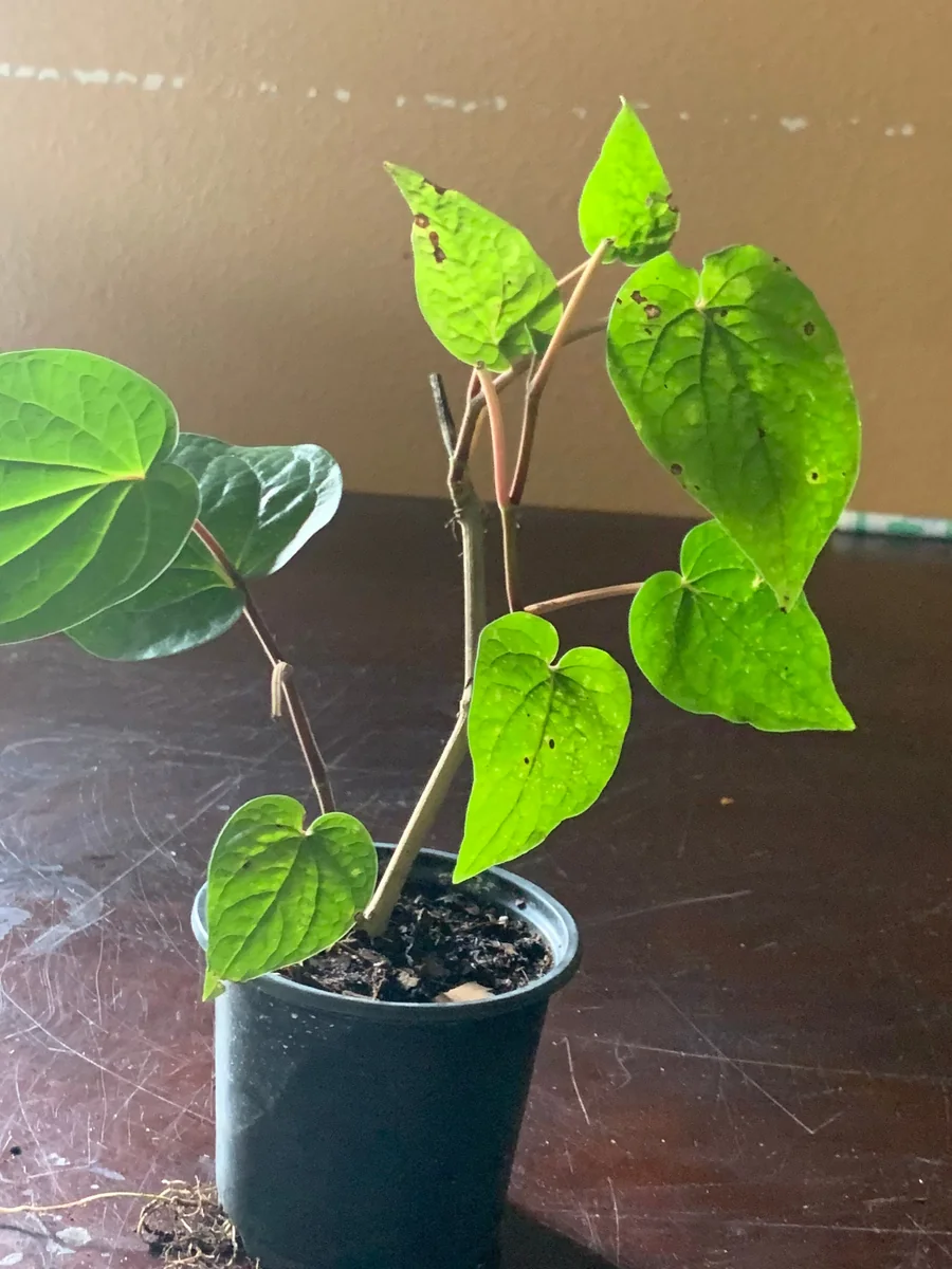 Betel Leaf Paan Live Plant - Healthy Rooted Plant in 4 inch Pot - Image 4