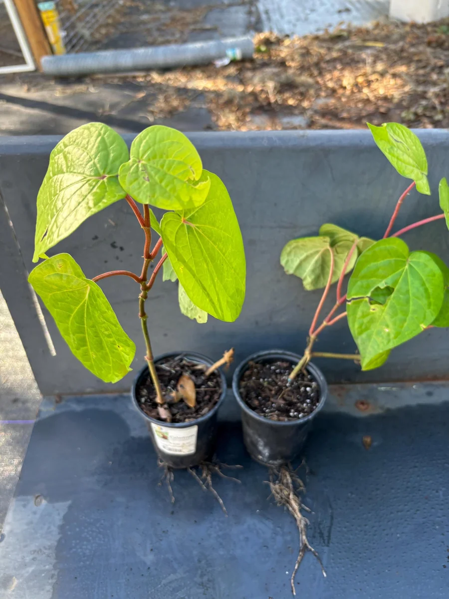 Betel Leaf Paan Live Plant - Healthy Rooted Plant in 4 inch Pot - Image 9