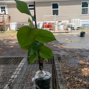 Betel Leaf Paan Plant - Live Herb Vine, 4 inch Pot, Indoor/Outdoor - Image 7