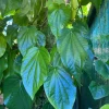 Betel Leaf Plant - Piper Betel Live Plant in 4 inch Pot - Edible Vine - Image 1