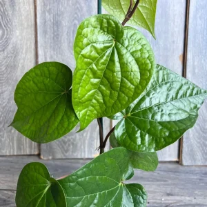 Betel Leaf Plant - Piper Betel Live Plant in 4 inch Pot - Edible Vine - Image 2