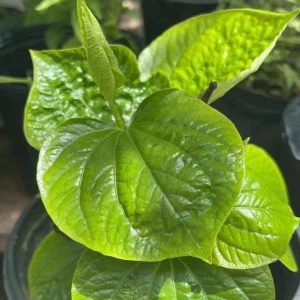 Betel Leaves Lolot Bareroot Plant - Edible Herb - Piper lolot - Set of 4/5/6 - Image 2