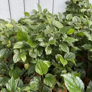 Betel Leaves Lolot Bareroot Plant - Edible Herb - Piper lolot - Set of 4/5/6 - Image 3