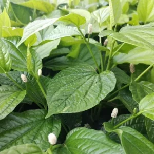 Betel Leaves Lolot Bareroot Plant - Edible Herb - Piper lolot - Set of 4/5/6 - Image 4