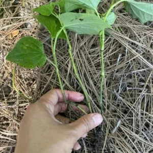 Betel Leaves Lolot Bareroot Plant - Edible Herb - Piper lolot - Set of 4/5/6 - Image 5