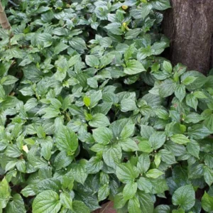 Betel Leaves Lolot Bareroot Plant - Edible Herb - Piper lolot - Set of 4/5/6 - Image 6