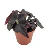 Bethlehem Star Begonia Live Plant - 3.7 inch Pot - Indoor Terrarium Fairy Garden Houseplant - Image 1
