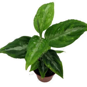 Bicolor Chinese Evergreen Live Plant - Aglaonema pictum - 2.5 inch Pot - Image 2