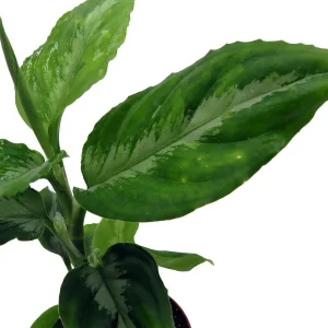 Bicolor Chinese Evergreen Live Plant - Aglaonema pictum - 2.5 inch Pot - Image 3