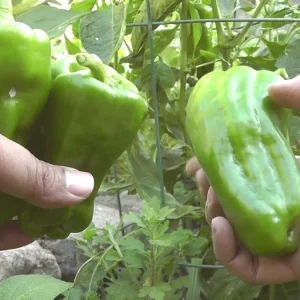 Big Bertha Sweet Pepper Seeds - Capsicum Annuum - 50+ Vegetable Seeds - Image 2