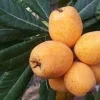 Big Jim Loquat Tree – Grafted Live Plant – 1 to 2 Feet Tall – Ships in 6 inch Pot - Image 1