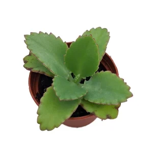 Big Mama Mother-of-Thousands Plant - Kalanchoe - 2.5" Pot - Image 1