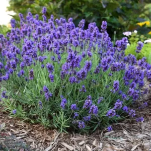 Big Time Blue Lavender Live Plant - 4