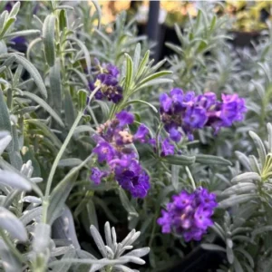 Big Time Blue Lavender Live Plant - 4