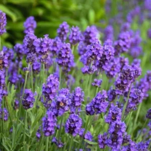 Big Time Blue Lavender Live Plant - 4