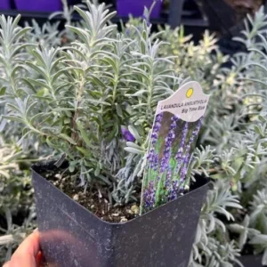 Big Time Blue Lavender Live Plant - 4