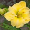 Big Time Happy Daylily Bare Root Plant | Yellow Flowers | Reblooming | 18 Inches Tall - Image 1