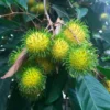 Big Yellow Rambutan Live Fruit Tree (2-3ft) - Tropical Nephelium lappaceum Plant - Image 1